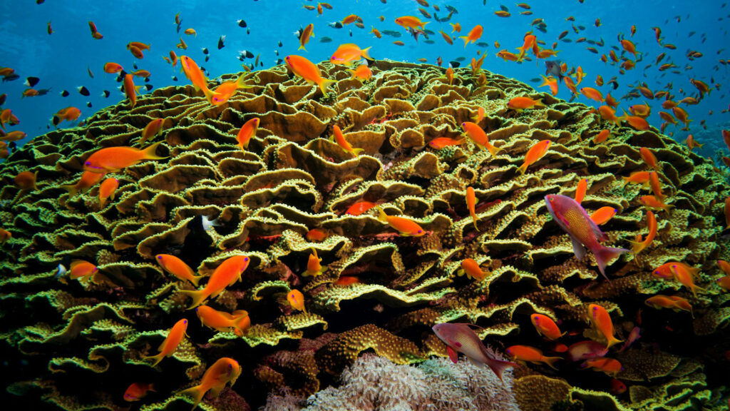 Hurghada's Coral Reefs