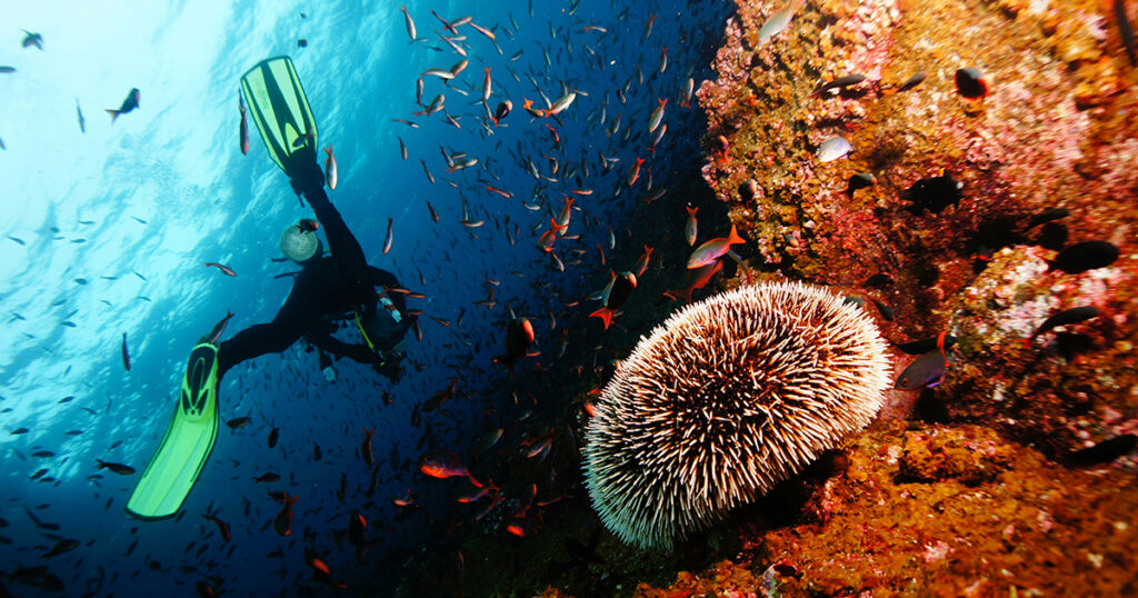 Beneath Hurghada's Crystal-Clear Waters