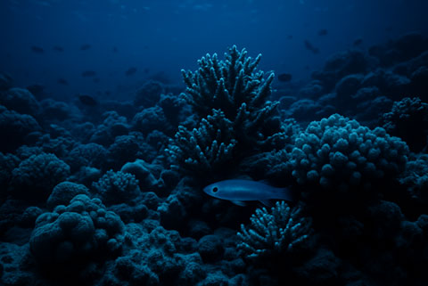 Ghost Ghoby, Coral Reef etc.