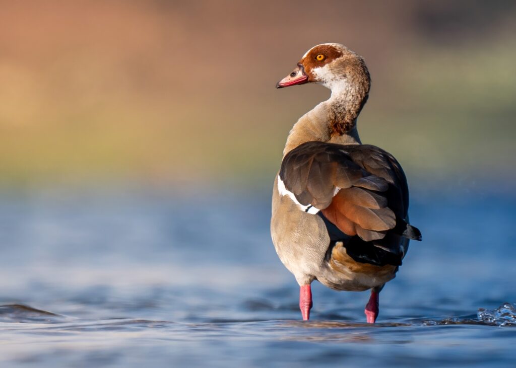 Close up on the Egyptian Goose