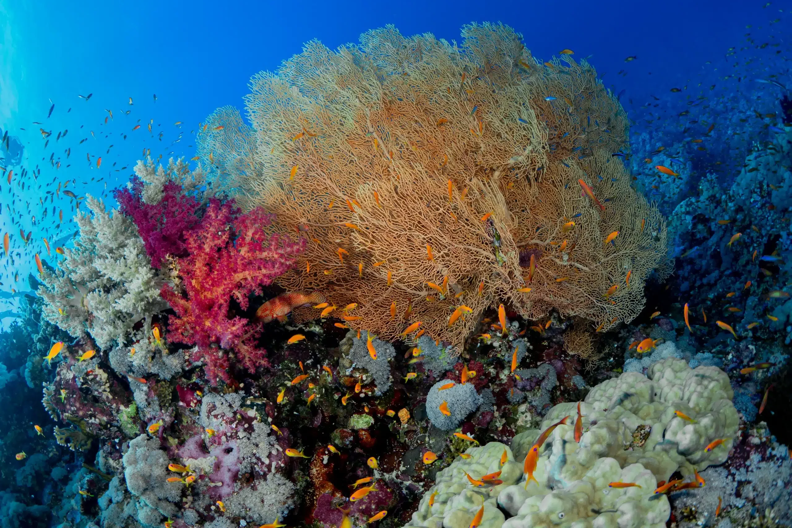 The Colorful reefs of the Red Sea in Hurghada Egypt